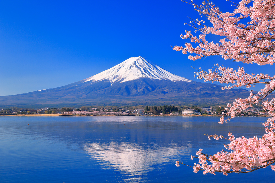 Flower garden in refreshing blue