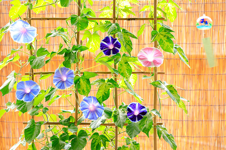Morning Glory